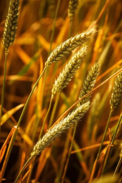 Illustration ears - Image 1