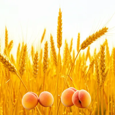 Illustration maturity