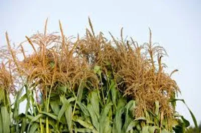 Illustration tassel - Image 2