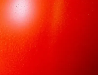 Illustration tomato - Image 1