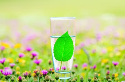 Illustration homeopathic - Image 1