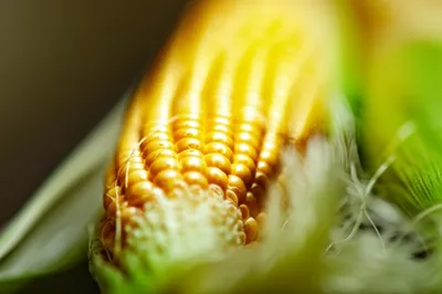 Illustration corncob - Image 1