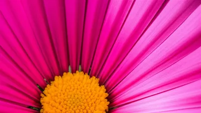 Illustration petals - Image 1