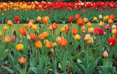 Illustration pales - Image 1