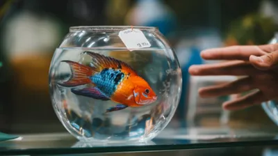 Illustration go - Image 1