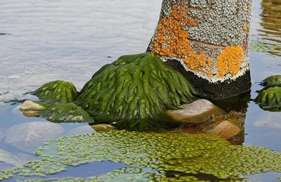 Illustration thallophytes