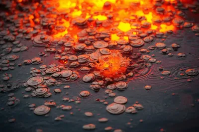 Illustration rosettes - Image 1