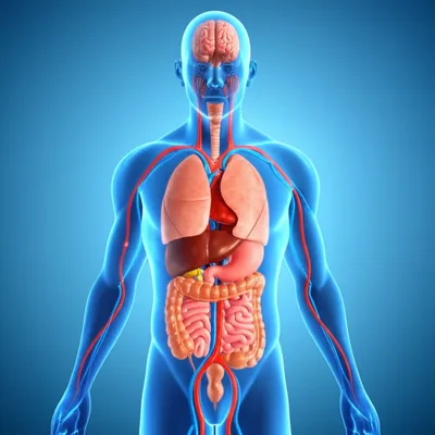 Illustration physiologically