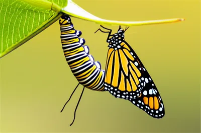 Illustration gets - Image 1