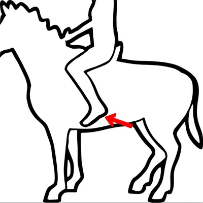 Illustration leg - Image 1