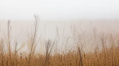 Illustration fog - Image 1