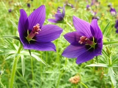 Illustration fucks - Image 1