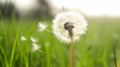 Illustration whiffs - Image 1