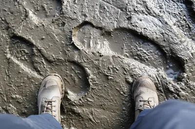 Illustration trodden - Image 1