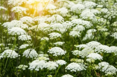 Illustration radiant - Image 1