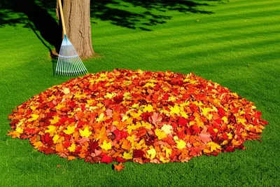 Illustration rake - Image 1