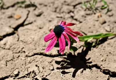 Illustration mortified - Image 1