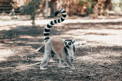 Illustration lemur - Image 2