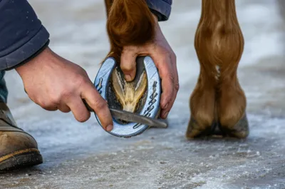 Illustration roughs - Image 1