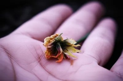 Illustration earns - Image 1