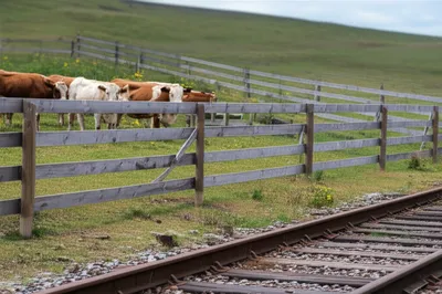 Hình ảnh minh họa yod - Ảnh 1