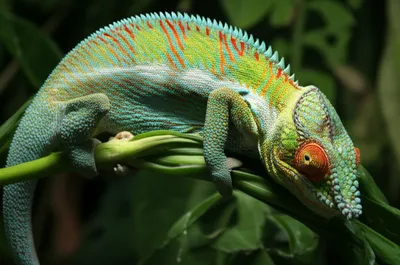 Illustration plated - Image 1