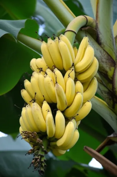 Illustration bunches - Image 2