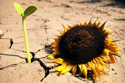 Illustration after - Image 1