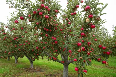 Illustration infesting