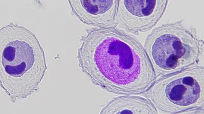 Illustration neutrophil - Image 1