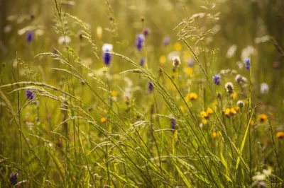 Illustration swishes - Image 1