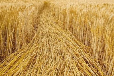 Illustration lodge - Image 1