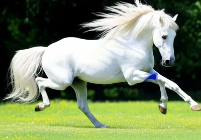 Illustration prance - Image 1