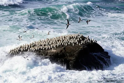 Illustration roosts - Image 1