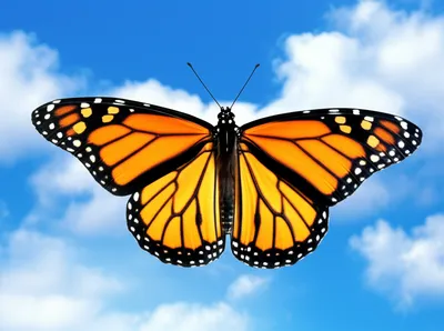 Illustration sails - Image 1