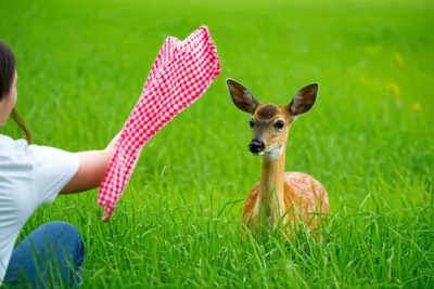 Illustration flag - Image 1