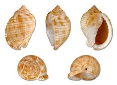 Illustration shell - Image 2
