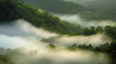 Illustration misted - Image 1