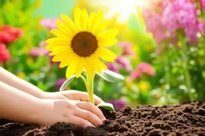 Illustration brightening - Image 1