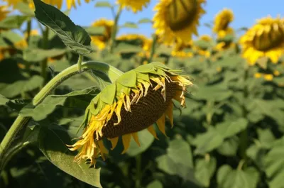 Hình ảnh minh họa stooped - Ảnh 1