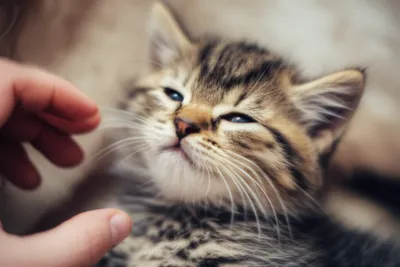 Hình ảnh minh họa paddles - Ảnh 1