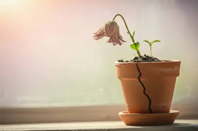 Illustration reboots - Image 1