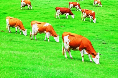 Illustration pasture - Image 1