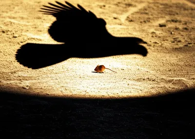 Illustration prey - Image 1