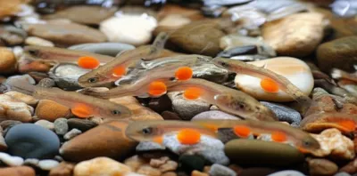 Illustration alevins