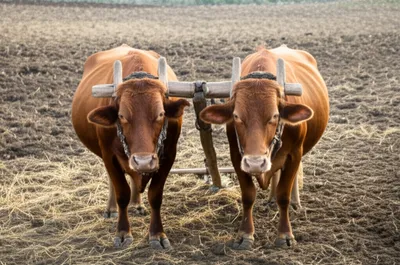 Illustration yokes - Image 1