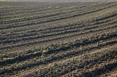 Illustration fallow - Image 1