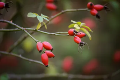 Illustration hips - Image 1