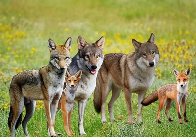 Illustration canines - Image 1