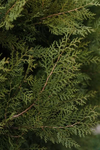 Illustration arborvitae - Image 2